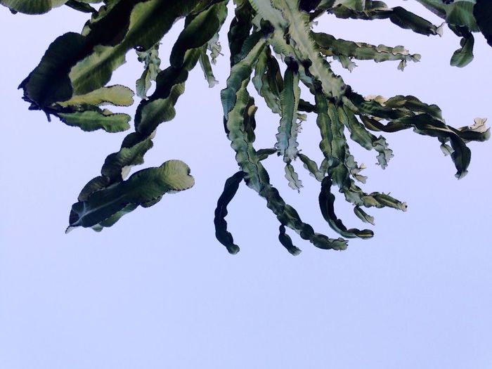 Close-up of leaves against clear sky