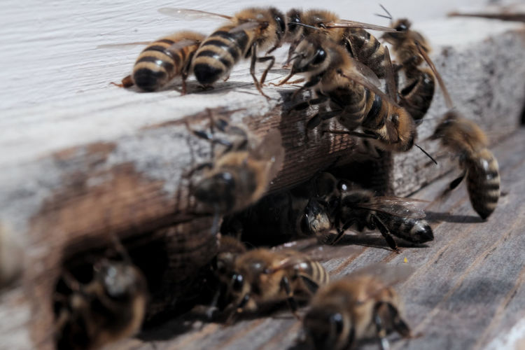 Close-up of bees entering beehive
