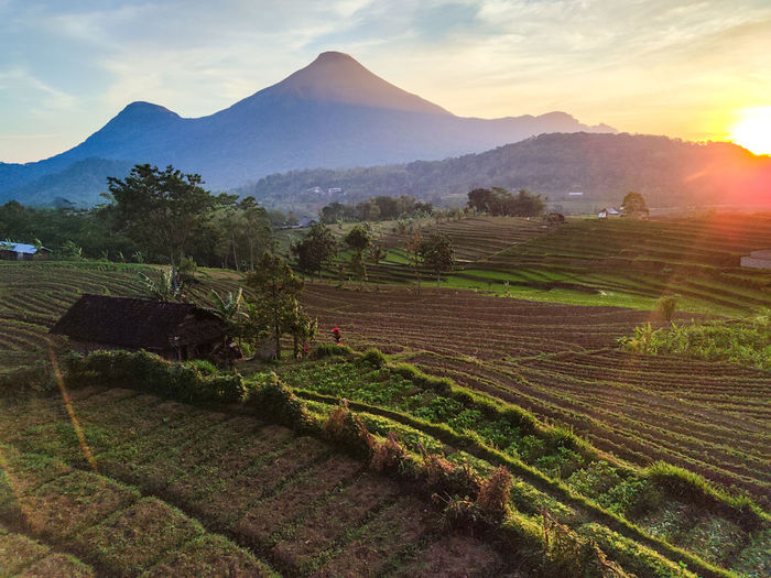 Scenic view of agricultural field against sky during sunset