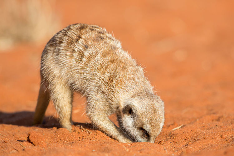 Meerkat searching for food, suricata suricatta, kalahari desert, namibia