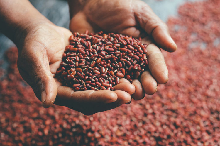 Cropped hands of person holding red kidney beans