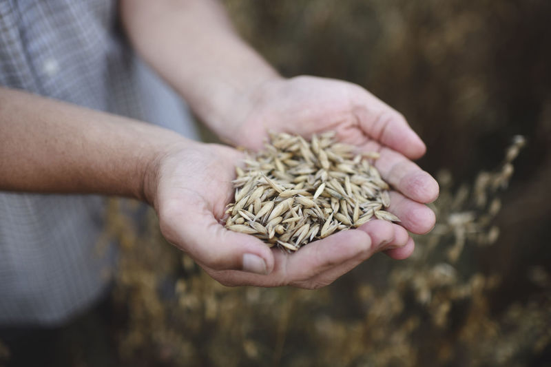 Close-up of man holding wheat