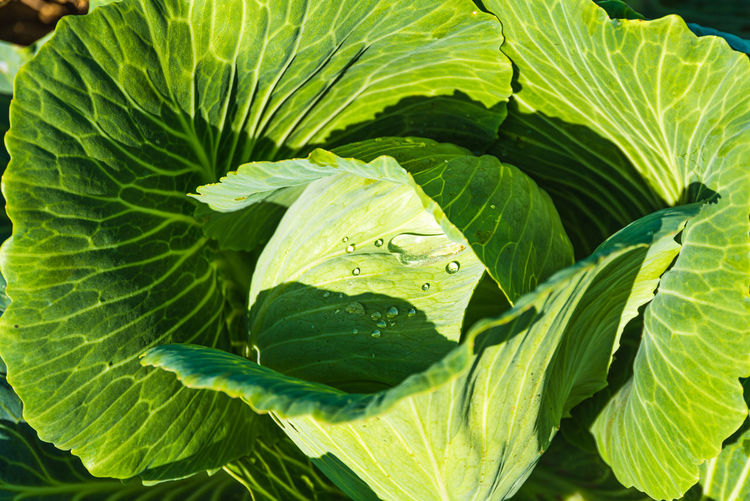 Green cabbages heads in line grow on field. agriculture concept.