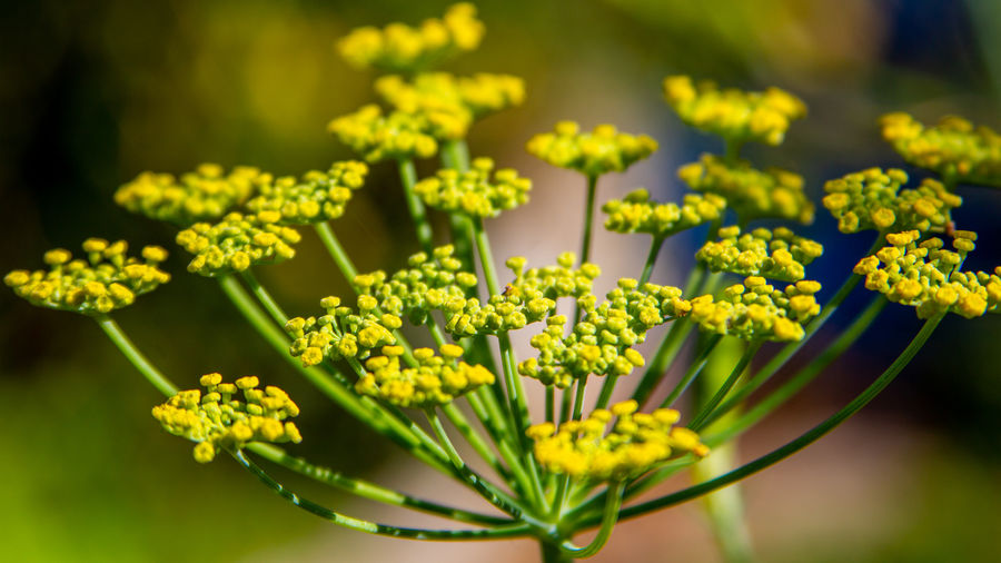 Close-up of yellow flowering plant