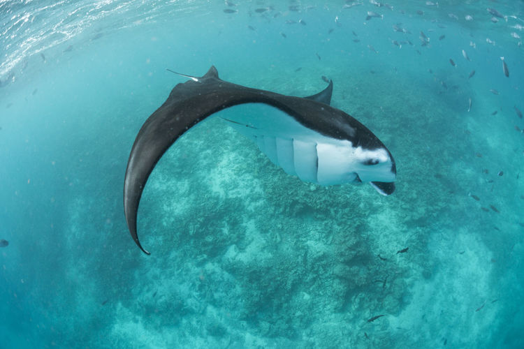 Wide angle view of a manta ray, in baa atoll ,madives