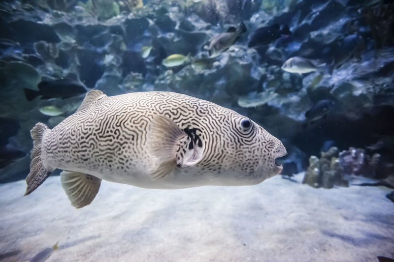 Close-up of puffer fish in tank