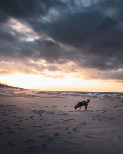 View of dog on beach against sunset sky