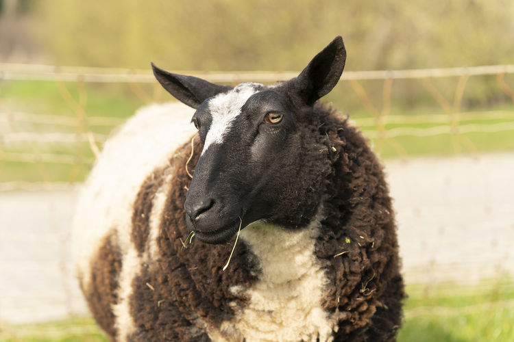 Close-up of sheep