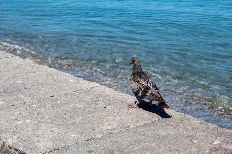 Pigeon perching on a beach