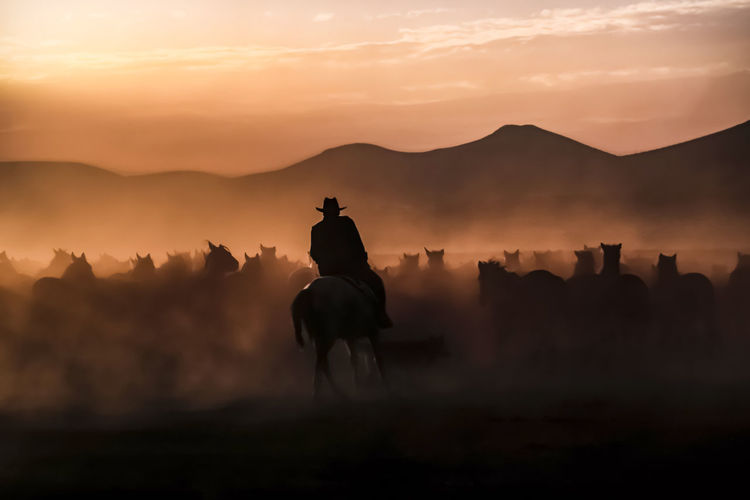 Wildhorses