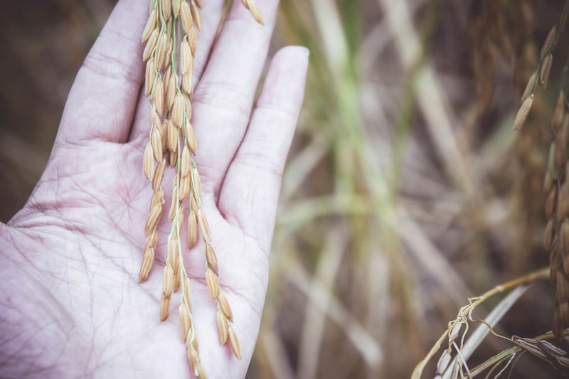 Close-up of human hand holding wheat