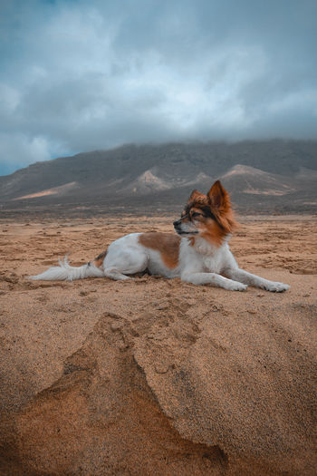 Dog relaxing on land against sky