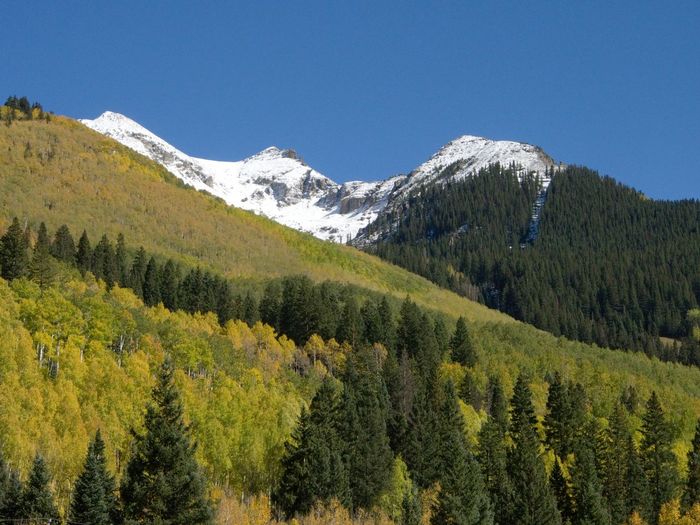 Scenic view of pine trees and mountains against clear sky