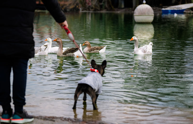French bulldog and owner looking at geese swimming in lake