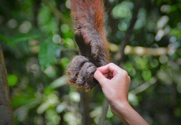 Cropped image of person holding chimpanzee hand