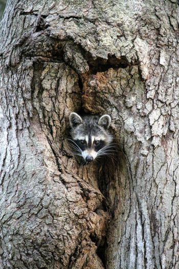 Portrait of raccoon hiding in a tree