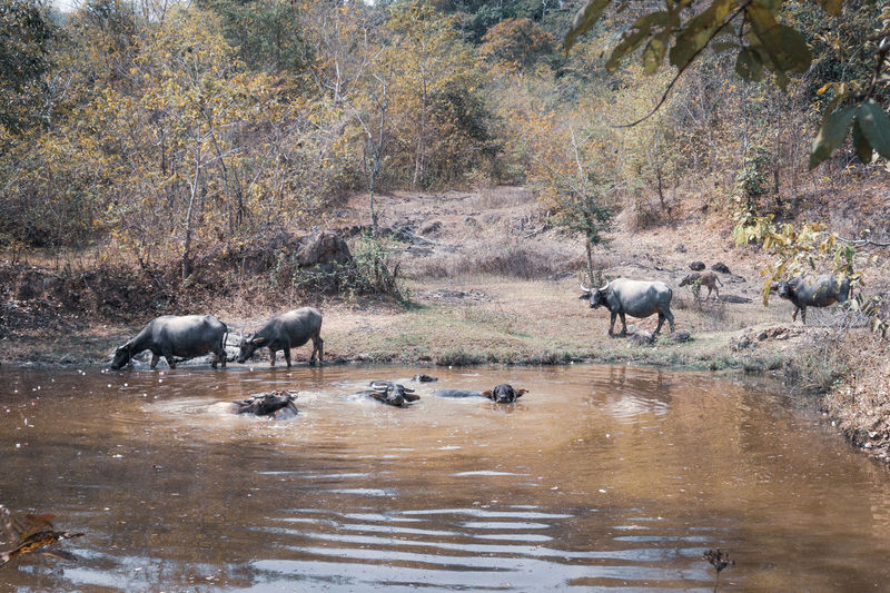 View of sheep in water