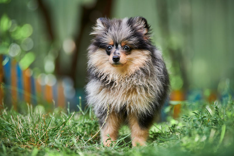 Pomeranian spitz puppy in garden. cute pomeranian dog on walk. puppy black, gray and brown color