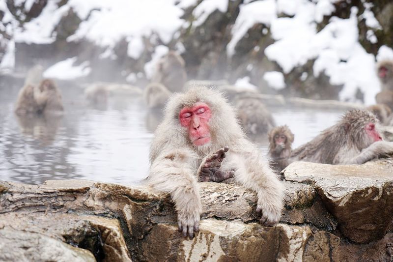 Monkey relaxing in water