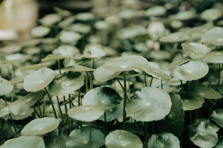 Close-up of white flowering plants
