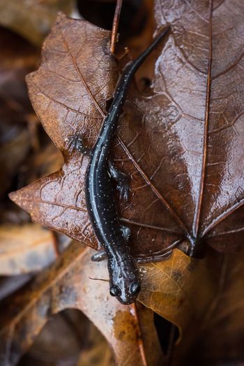 Close-up of lizard on leaf during autumn
