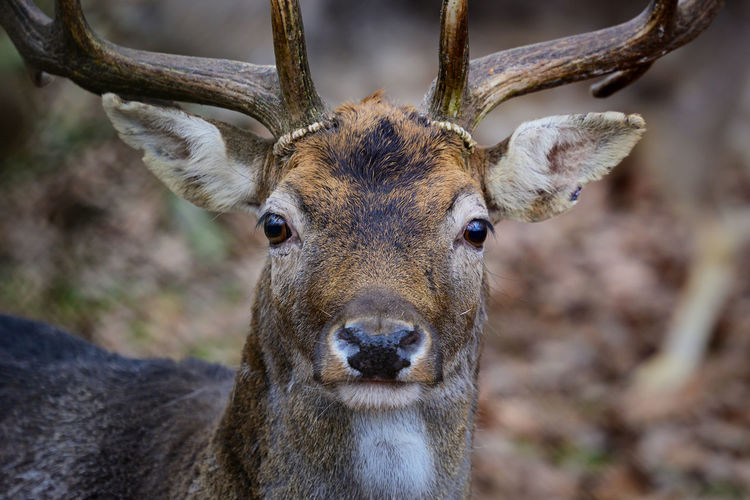 Headshot of a deer
