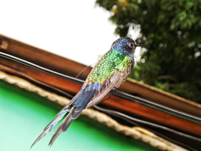 Low angle view of bird perching on rope