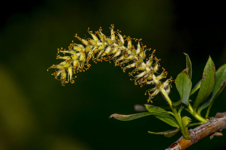 Close-up of flowering plant
