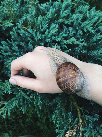 Cropped hand of woman with snail on plants