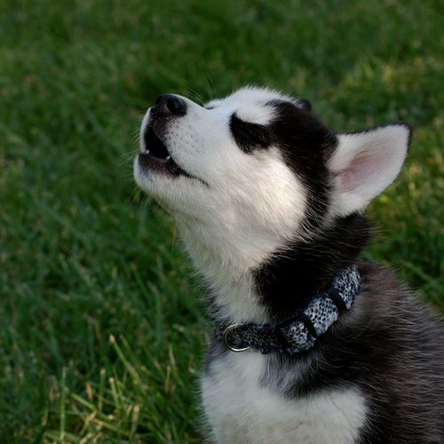 Close-up of puppy howling on grass