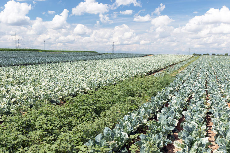Scenic view of agricultural field against sky