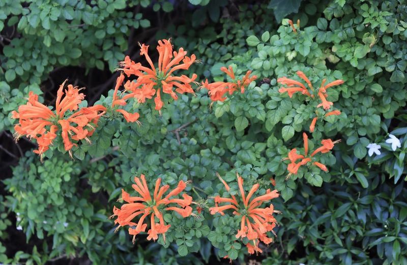 High angle view of orange flowering plants