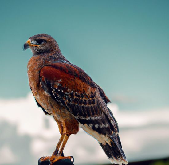 A bird sitting on top of a rock. hawk