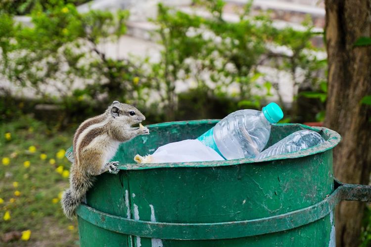 A squirrel having some thing from the dustbin
