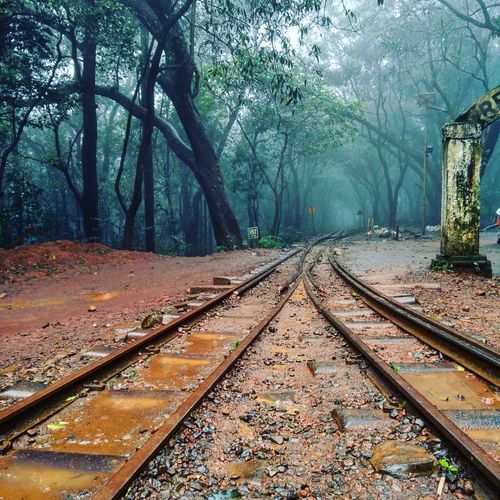 Trees growing by railroad tracks at forest during foggy weather
