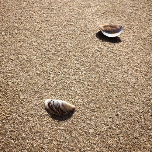 Seashell in shell