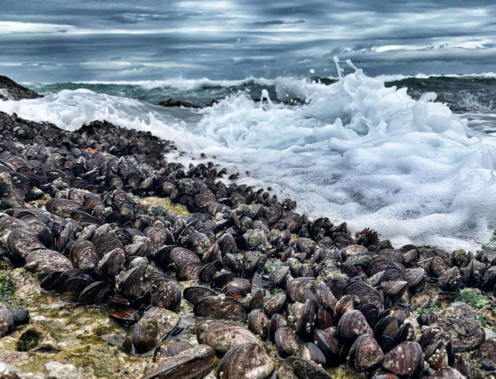 Coastline mussel shoal