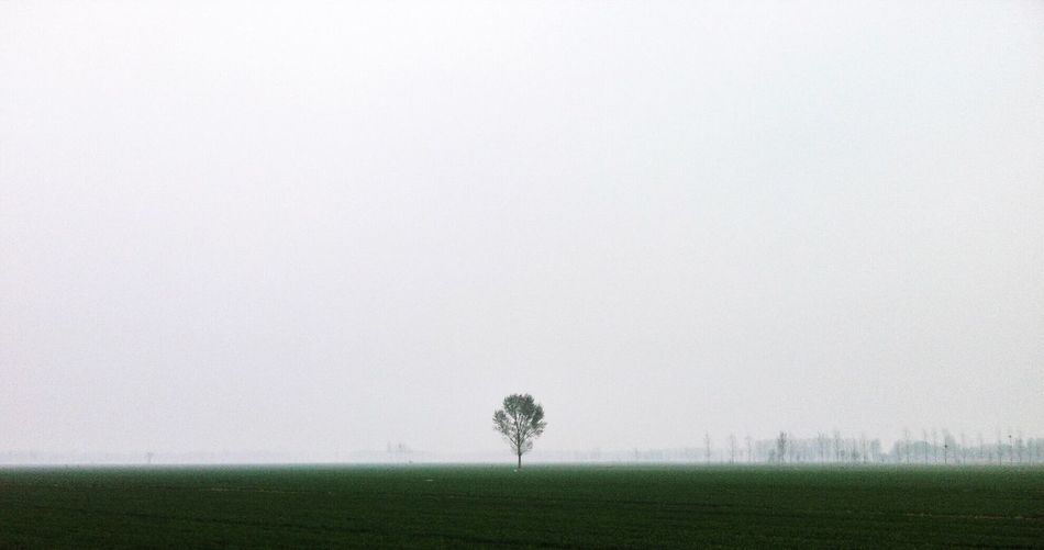 Single tree in field against sky