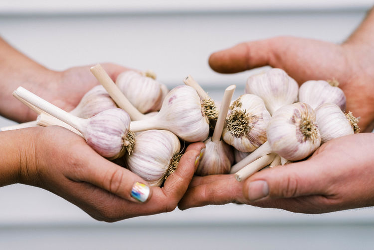Two farmers holding their freshly cured and cut garlic bulbs