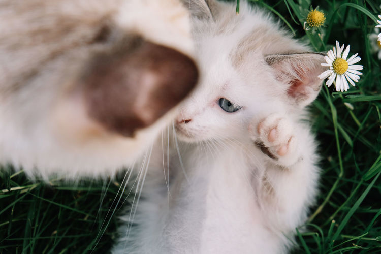 Close-up of kittens on field