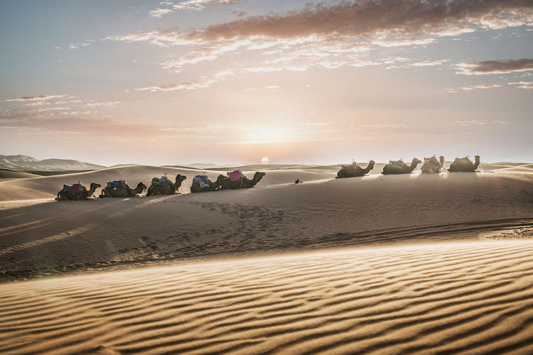 Camels on sand in desert against sky during sunset