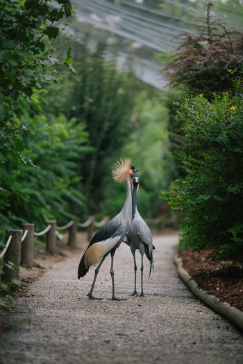 Grey crowned and demoiselle cranes walking on footpath