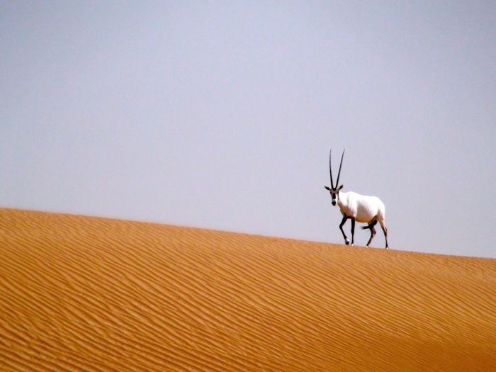 Arabian oryx walking in desert against clear sky