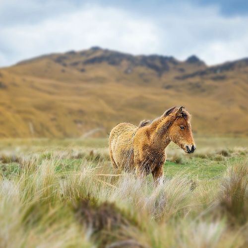 Horse on grass