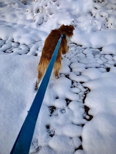 Dog on snow covered field