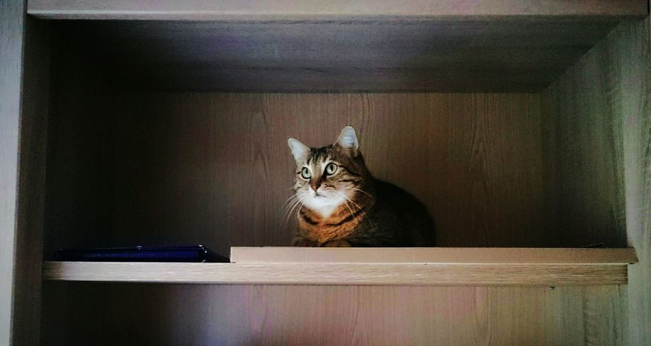 Cat resting on shelf