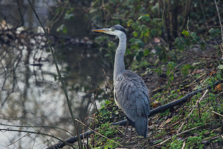 High angle view of gray heron perching on a tree