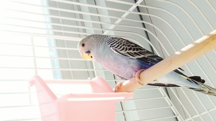 Low angle view of budgerigar in cage