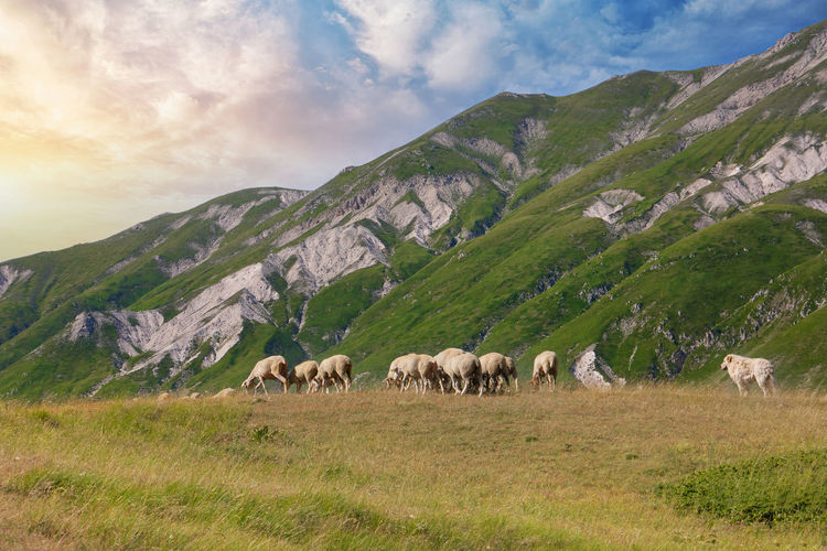 Sheep grazing with the shepherd dog watching them abruzzo