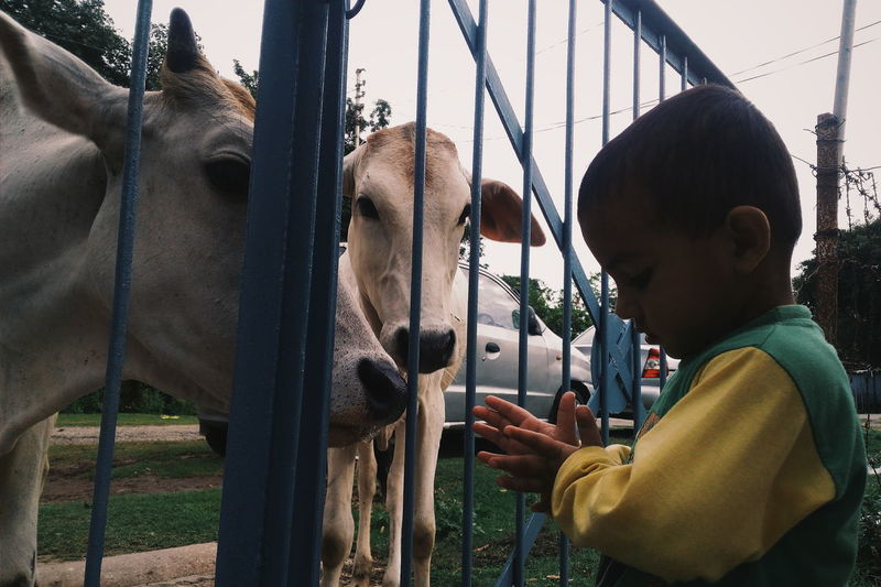Cows behind fence looking at boy